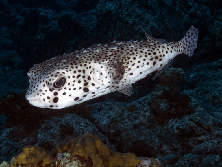 FISHFRIDAY THE PORCUPINE FISH Tam Warner Minton