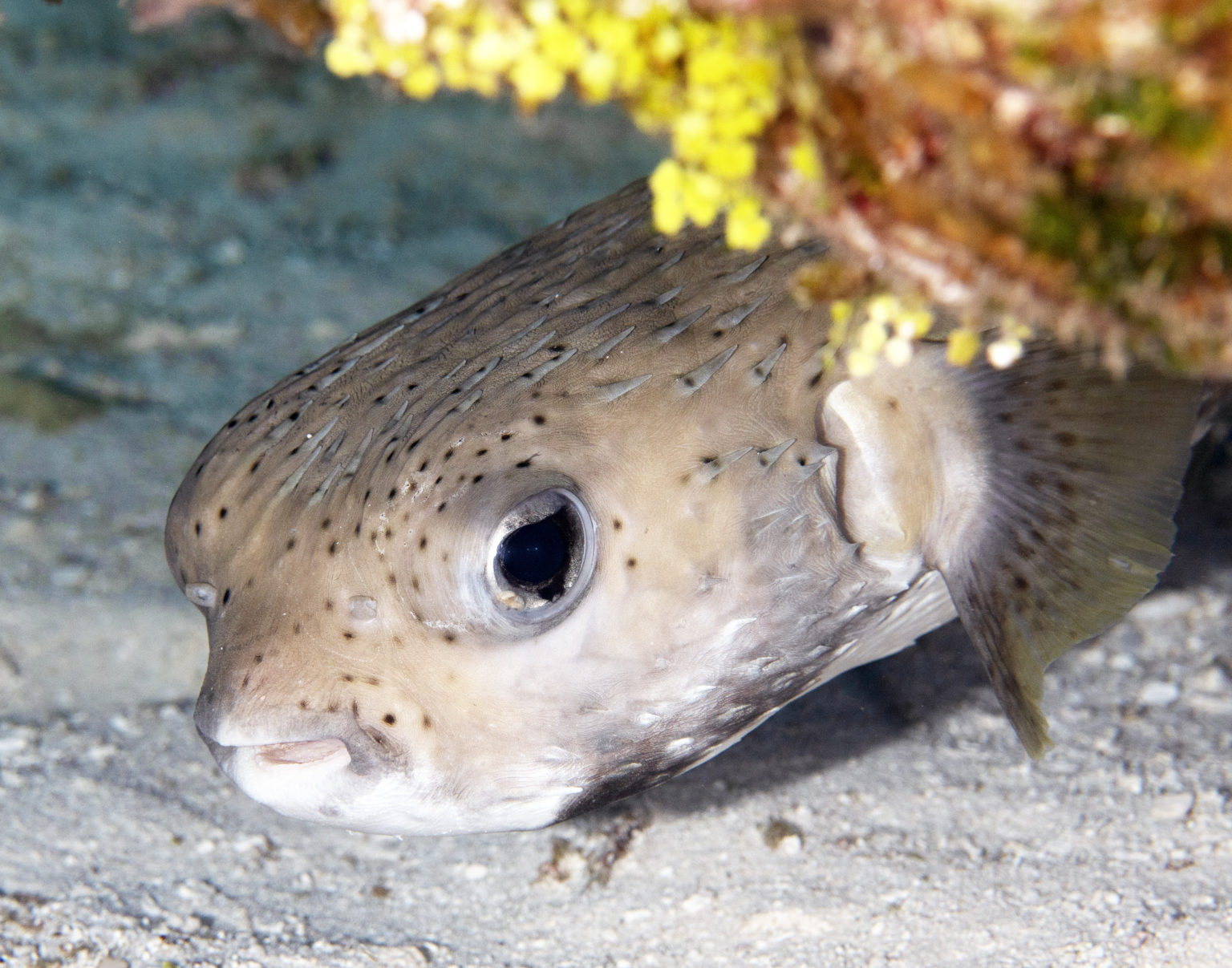 FISHFRIDAY THE PORCUPINE FISH Tam Warner Minton